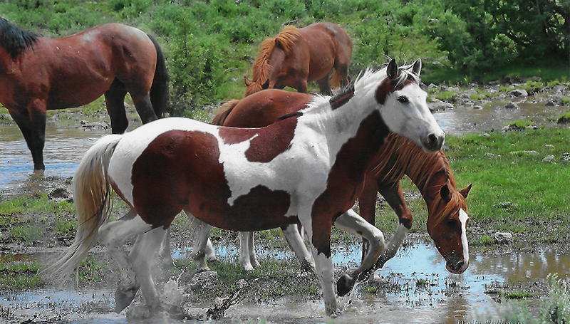 WILD HORSES GRAZING IN WATER AND GRASS