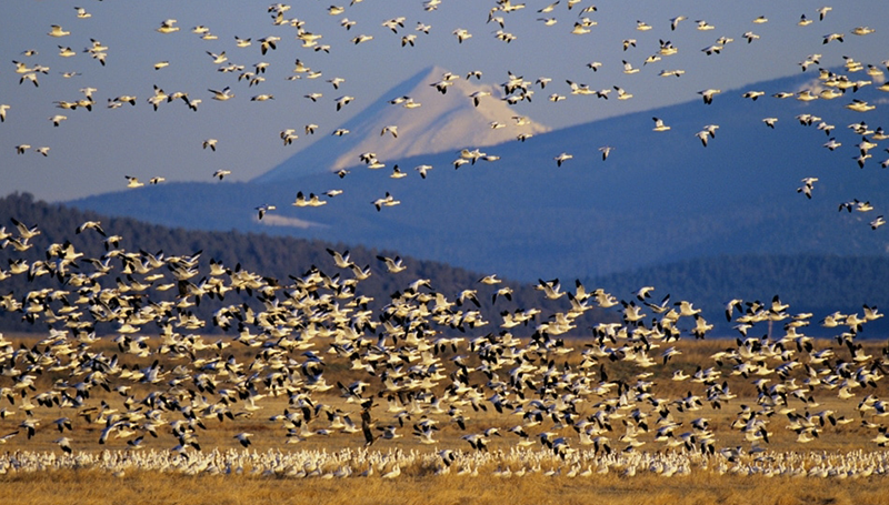 BIRDS SWARMING AROUND WATER PLAINS